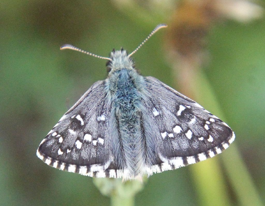 Pyrgus malvoides?  No, Pyrgus armoricanus